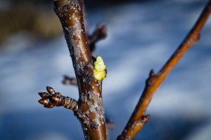 Winter Pruning 